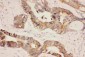 Anti-Hsp90 Alpha Picoband Antibody